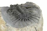 Kayserops megaspina Trilobite - Bou Lachrhal, Morocco #255440-5